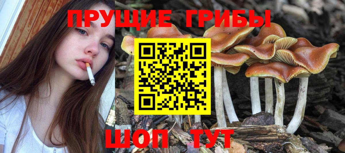 Галлюциногенные грибы Psilocybe Александров
