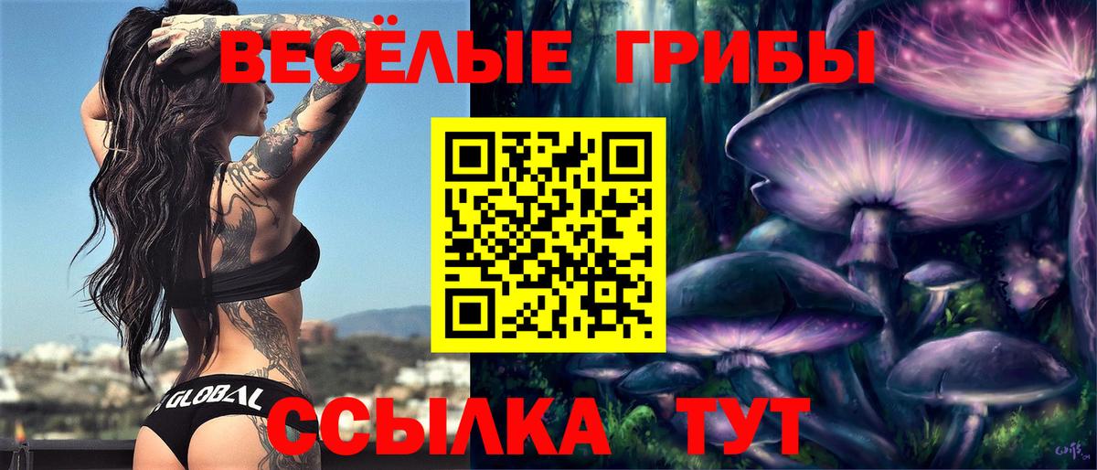 Александров  где купить наркоту  Вход с VPN  Псилоцибиновые грибы Psilocybine cubensis  Галлюциногенные грибы Psilocybe 